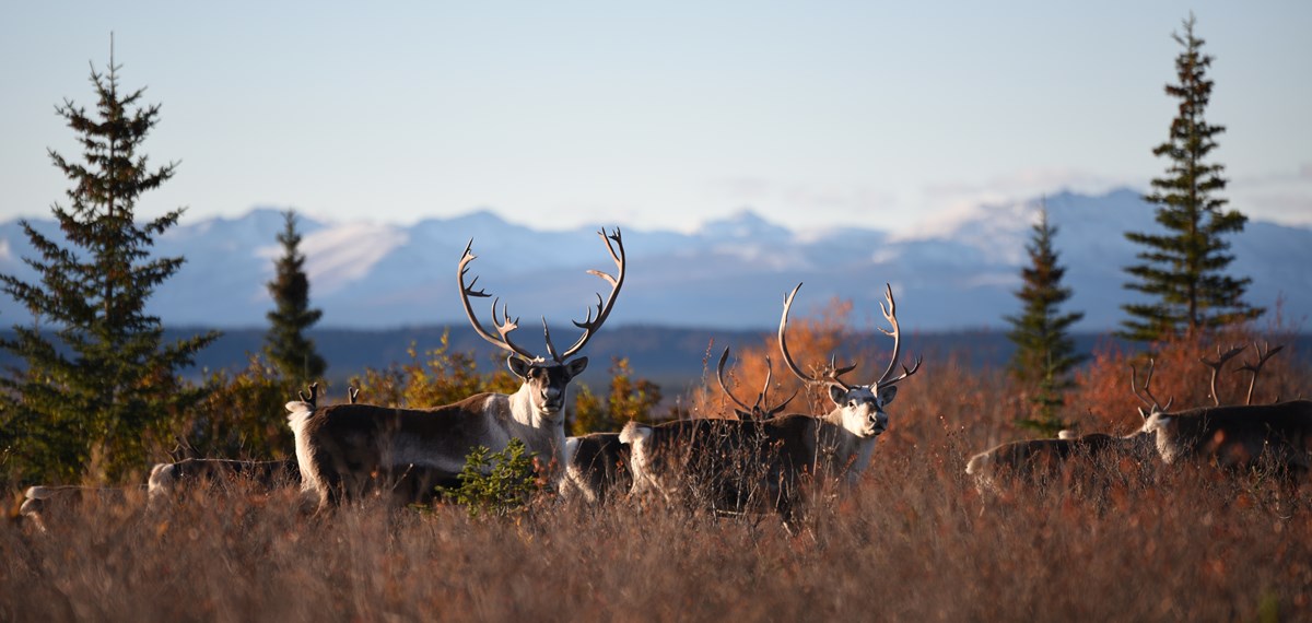 A few caribou are grazing through the a tall, orange, grassy field. Their heads are turned so they are looking into the camera and their antlers extend into the air, seen against a background of light blue mountains and sky, and green trees.