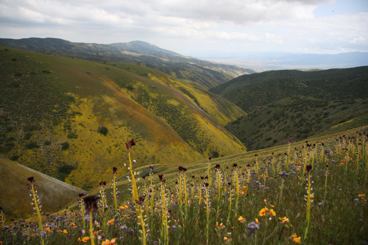 Beautiful yellow, dark purple, and light purple flowers grow out of the side of bright green hilly plain. The hills appear to zig-zag at their bases, which is the San Andreas fault.