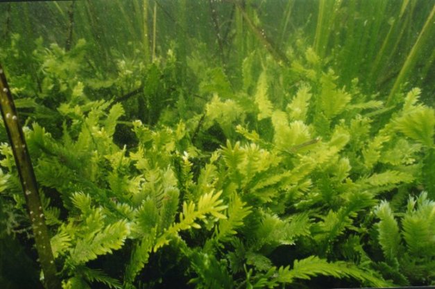 A green, fern-like plant grows underwater.