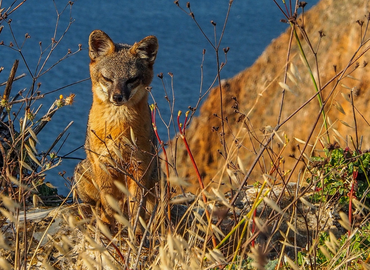 A fox sitting by a cliff side in California.