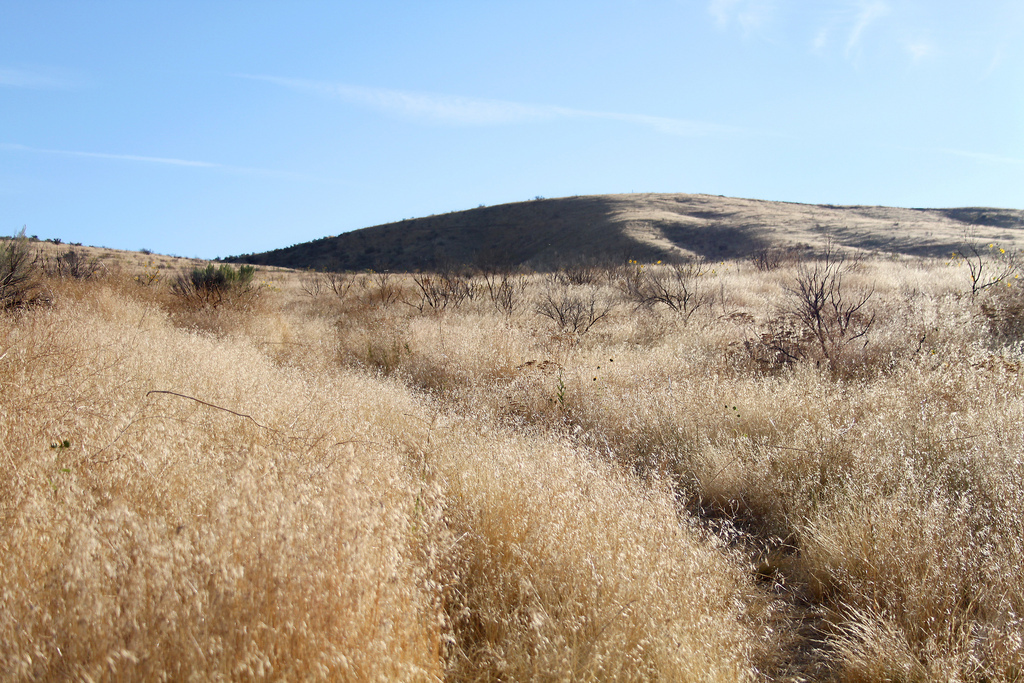 Thick, high-growing grass covers a hilly landscape.