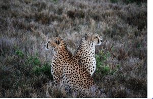 Two cheetah's in Kenya
