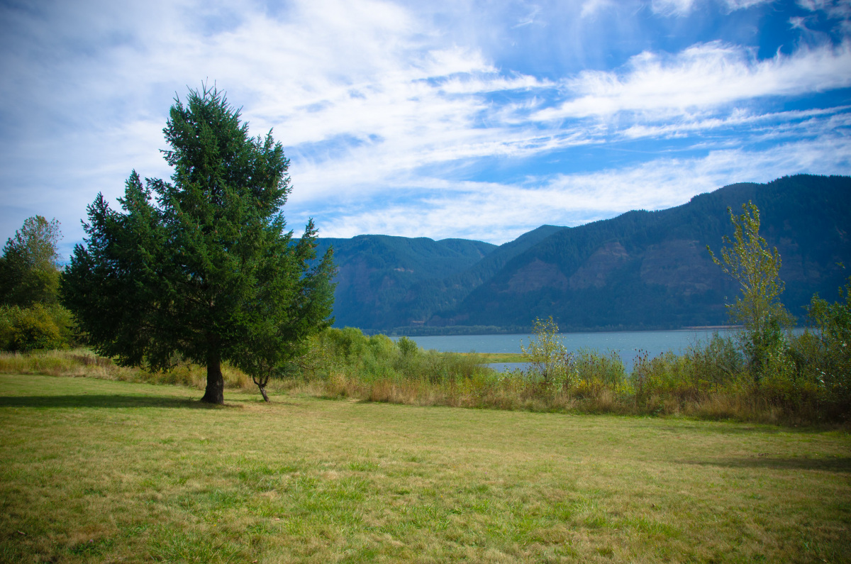 A tall tree grows in a grassy field next to a wide river.