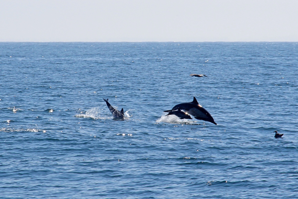 Three dolphins pictured above water as they jump in and out of  the ocean, a bird flying low in the sky above them