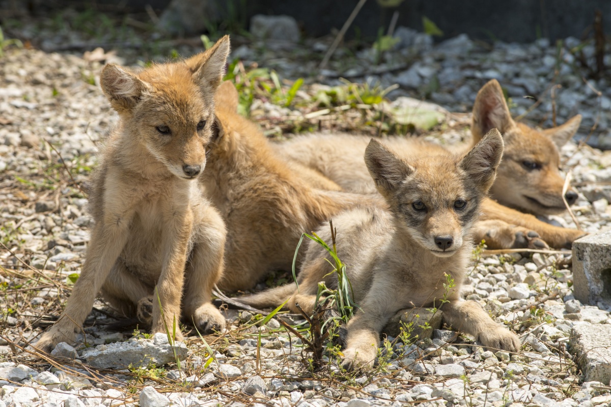 Four coyote pups rest on a rocky surface