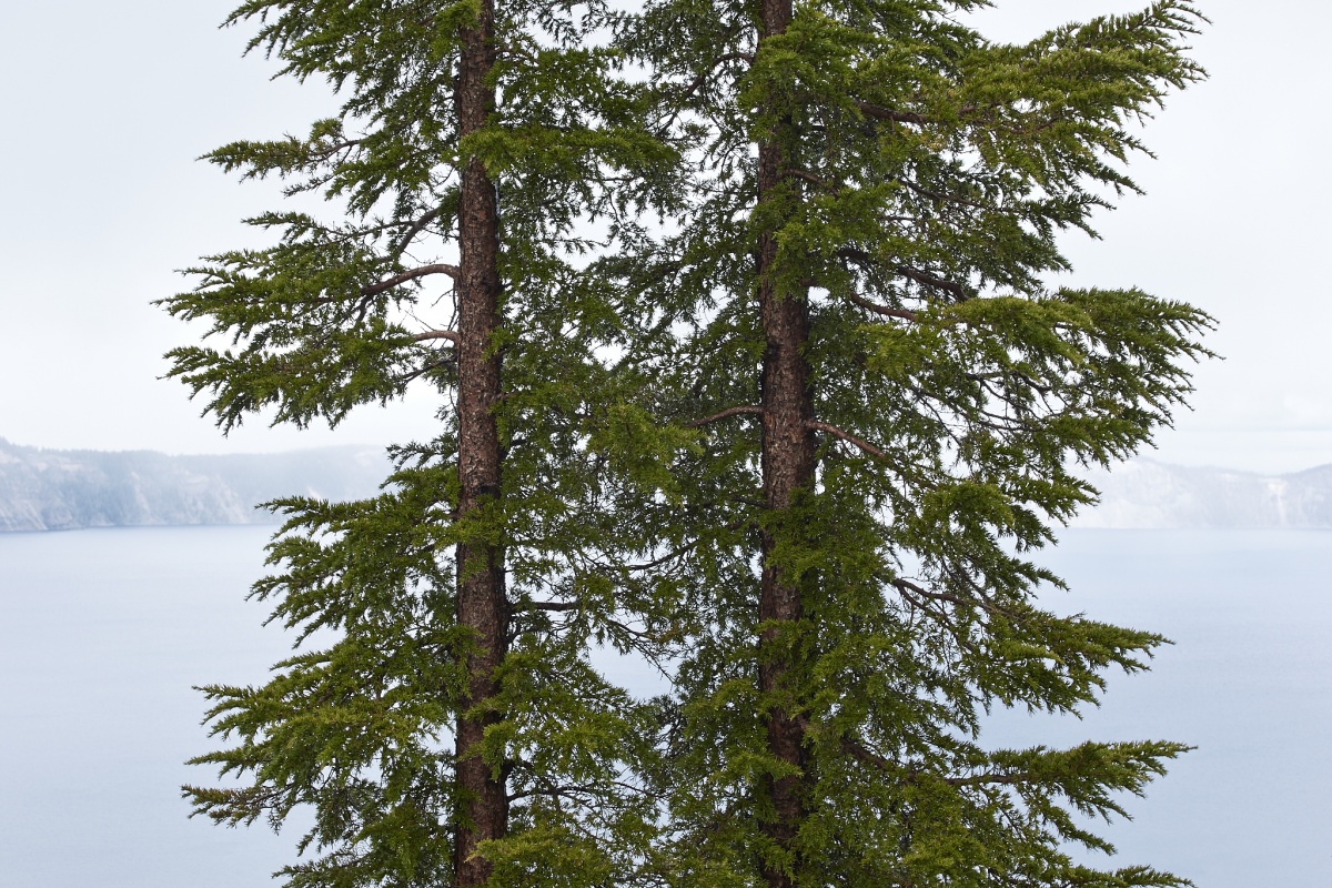 Deux grands arbres à feuilles persistantes droites poussent l'un à côté de l'autre surplombant un large lac par un matin brumeux.