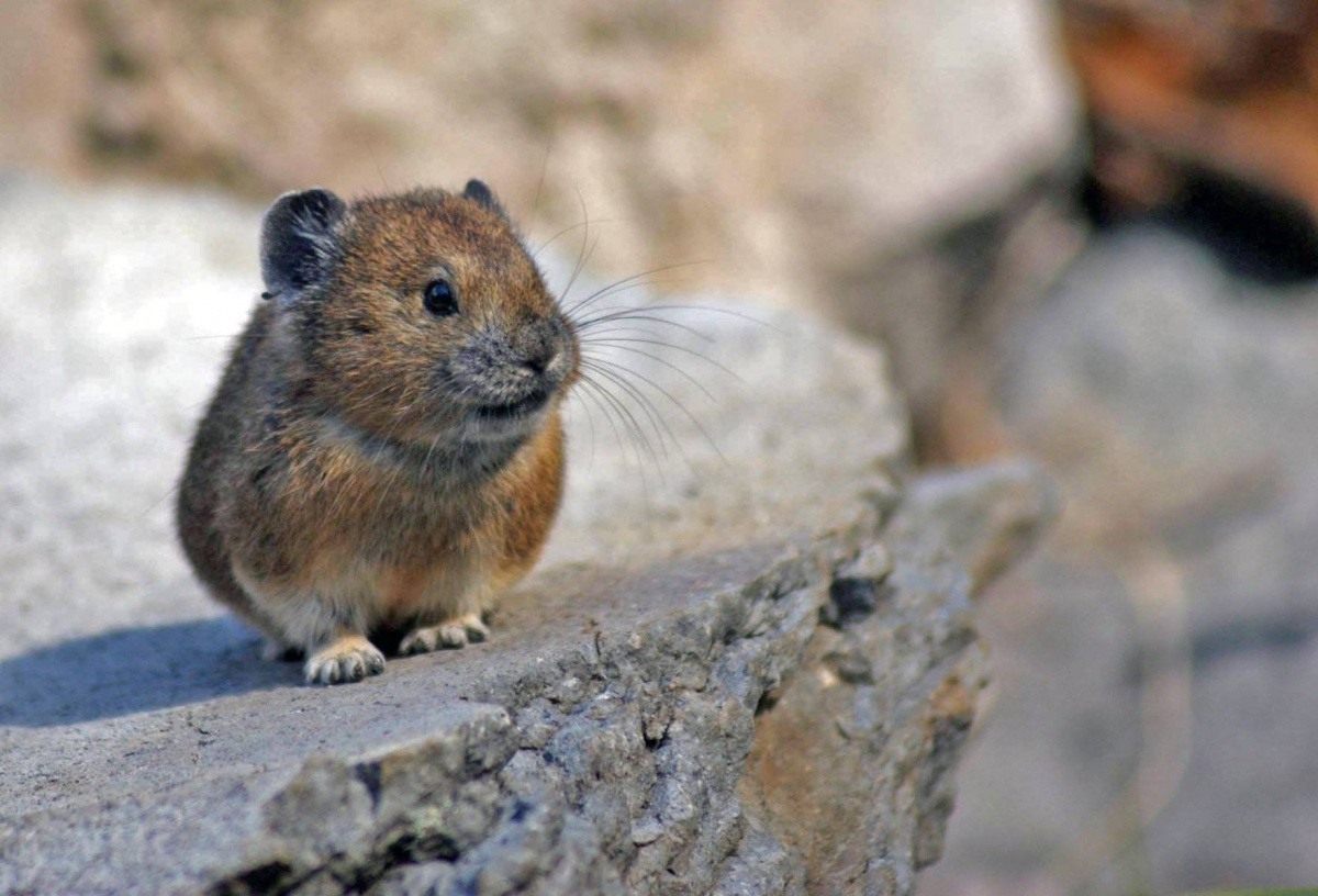 Un animal pequeño y peludo con una cara ancha y orejas pequeñas está sobre una roca plana.