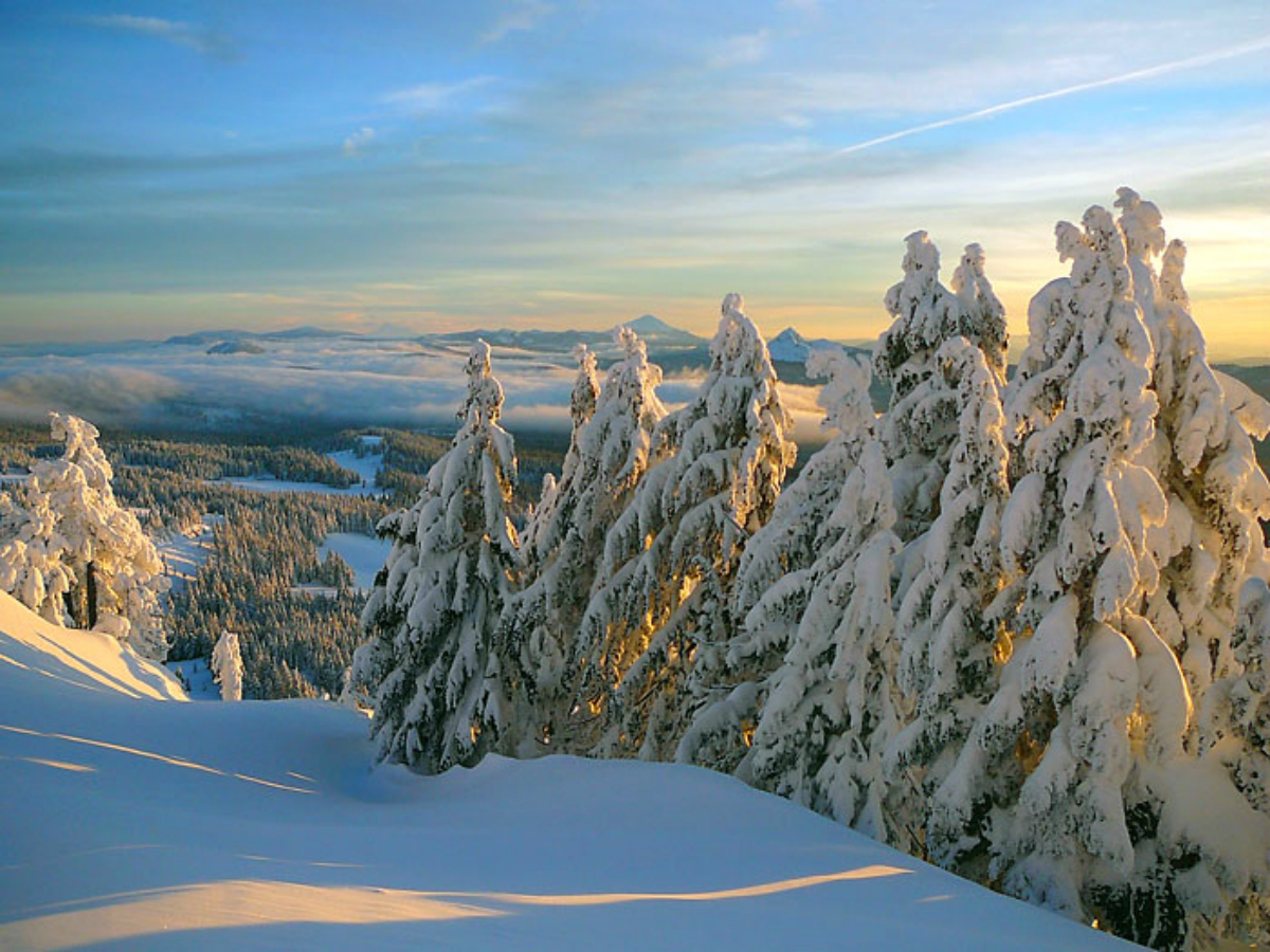 Bäume, die am Hang eines Hügels wachsen, sind im Winter mit dickem Schnee bedeckt.