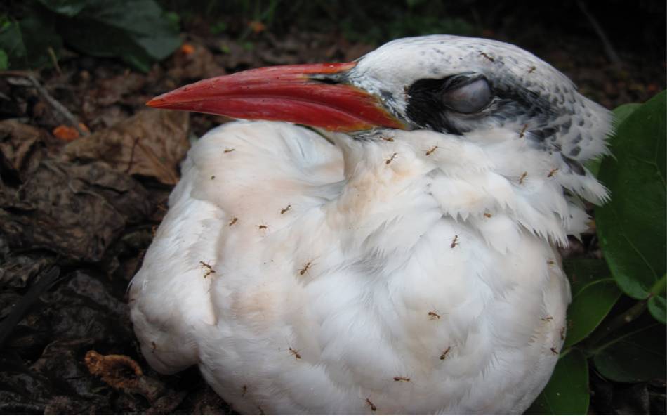 A large, white bird's face is covered in red crazy ants.