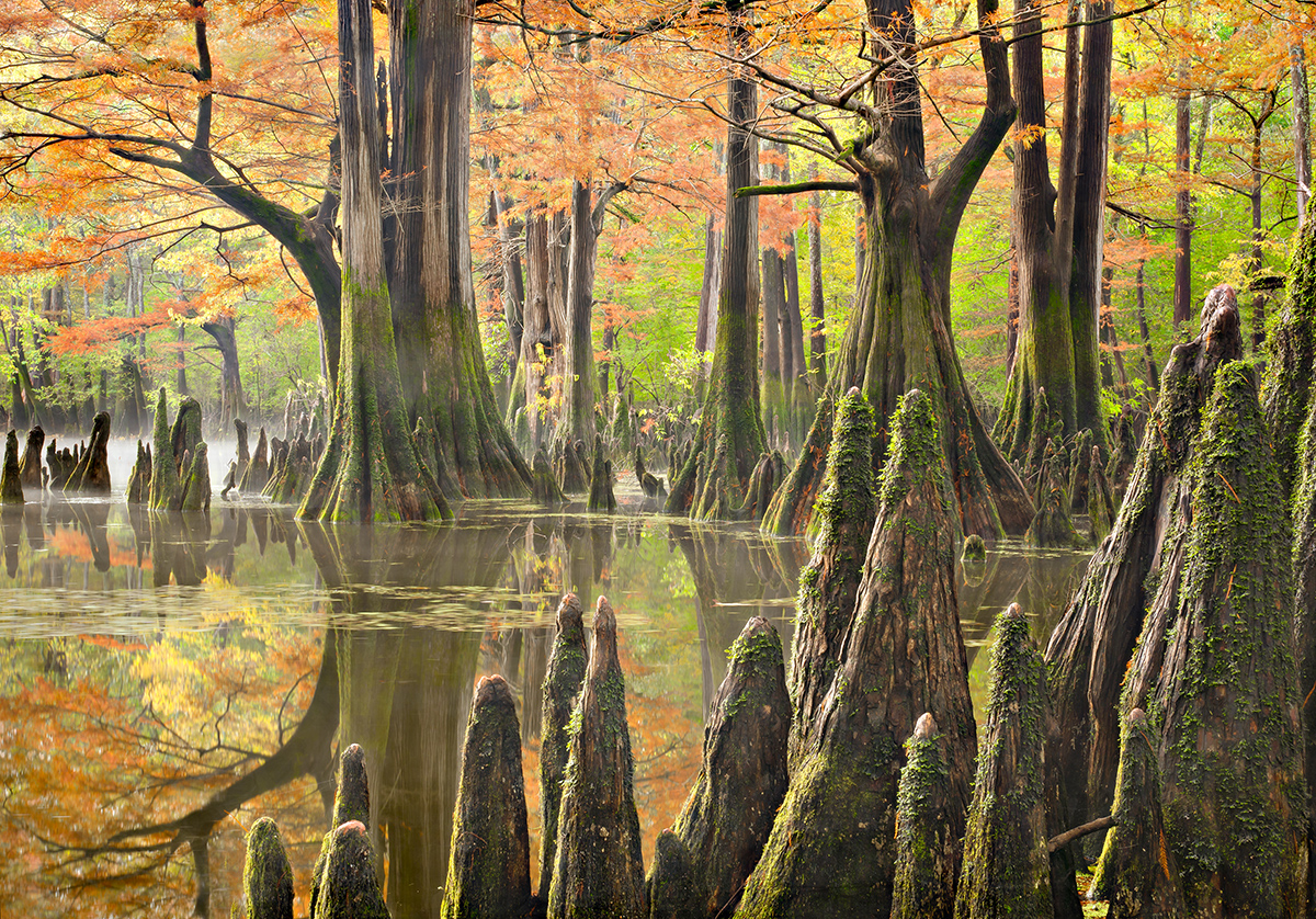 Large trees and pointy tree stubs stick up from water and are surrounded by beautiful orange leaves