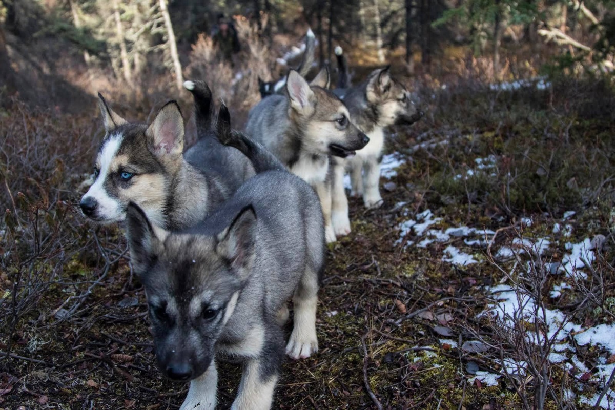 Five furry puppies walk together on a path through the woods.