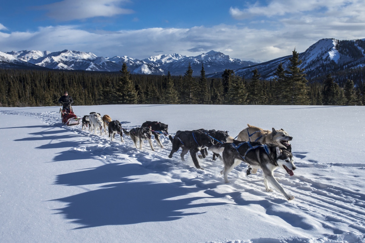 A dozen large dogs pull a sled across a snowy plain with a forest and mountains in the background.
