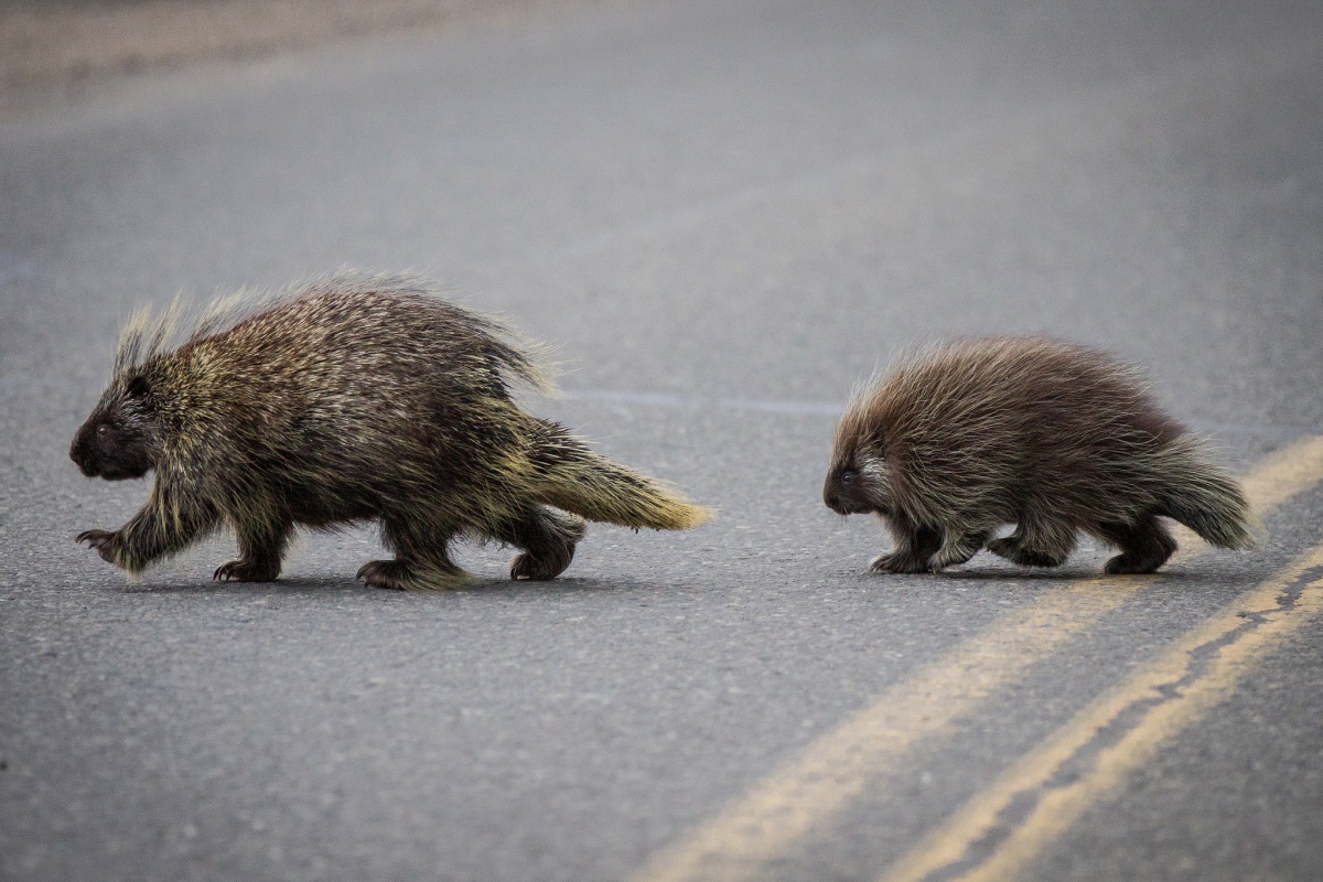 A baby porcupine follows its mother as they walk across the road.