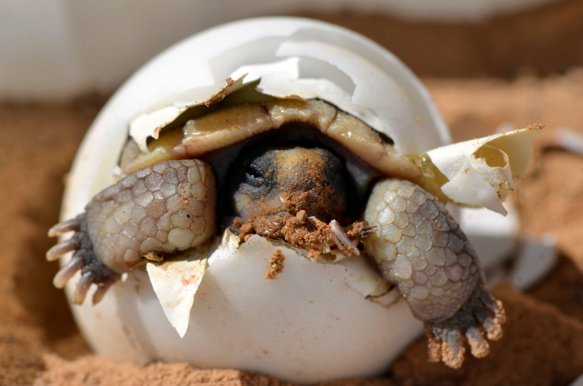 13 Turtle-ly Awesome Photos for World Turtle Day . Department of the  Interior