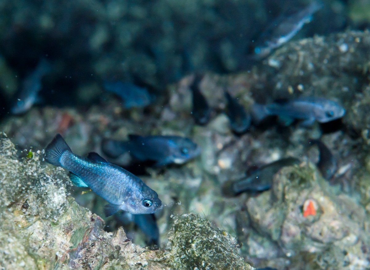 Underwater photo of several small blue fish swimming near jagged gray rocks.