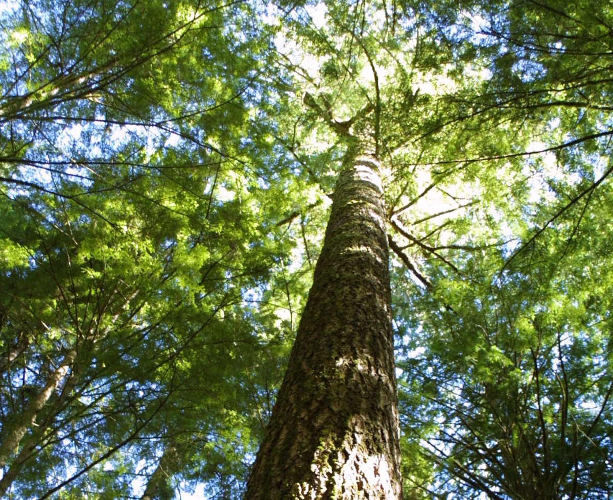 Shot from below of tall tree trunk and its vast leaves and branches covering the sun and sky 