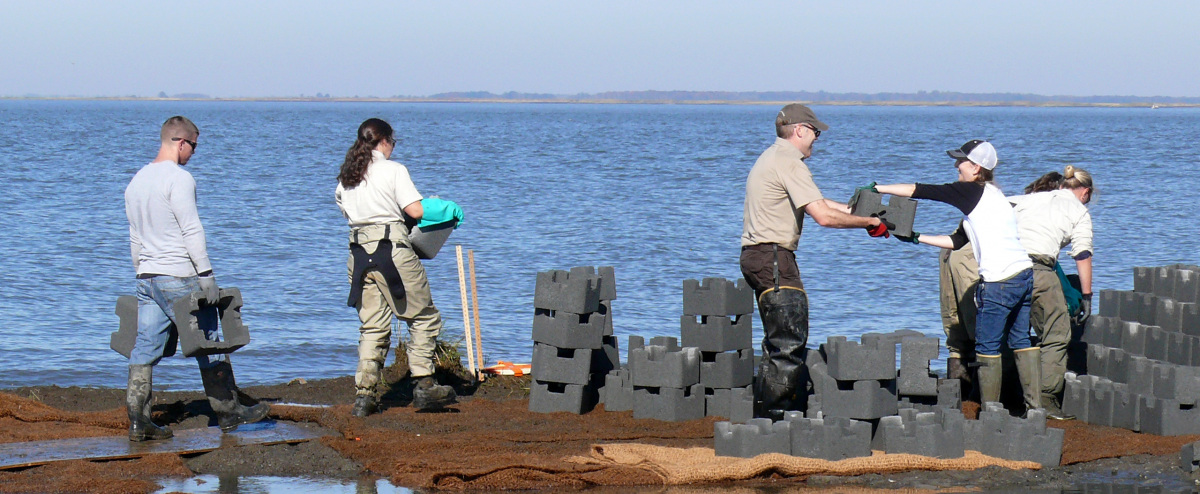 DOI recovery efforts along shorelines using oyster castles 