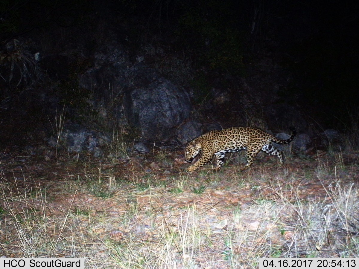 Jaguar stalks at night in front of rocks.