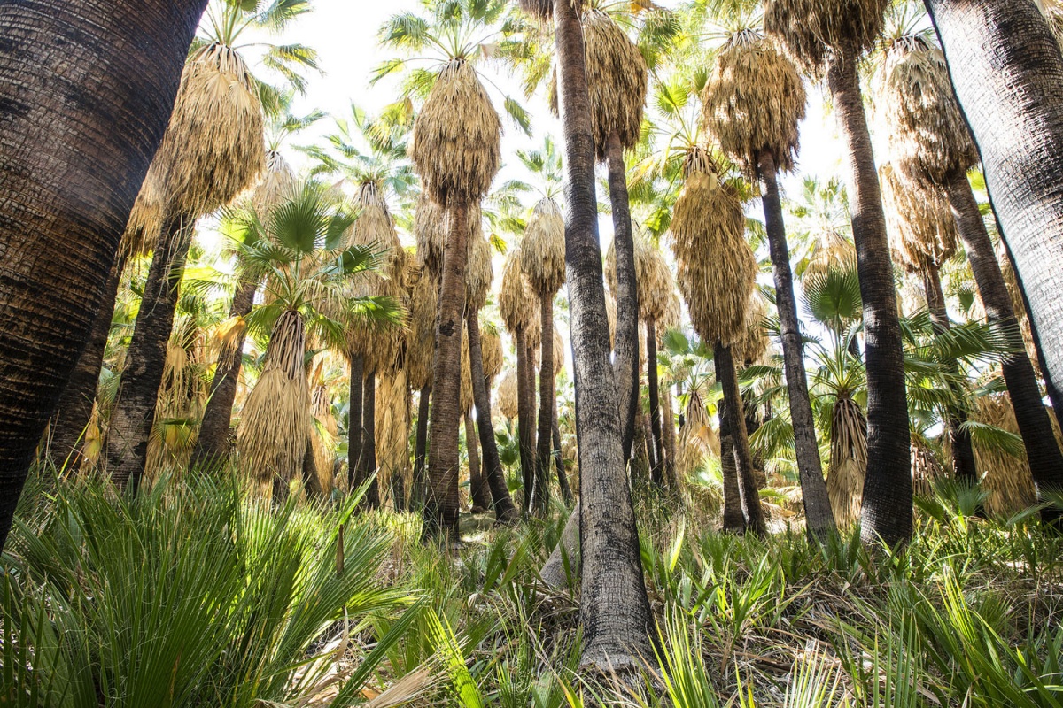 Photo of many palm trees, shrubs cover the ground