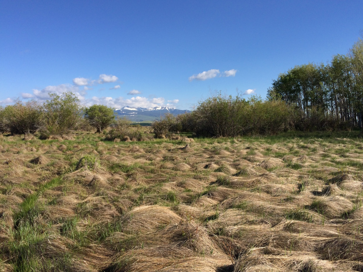 Wet meadow vegetation