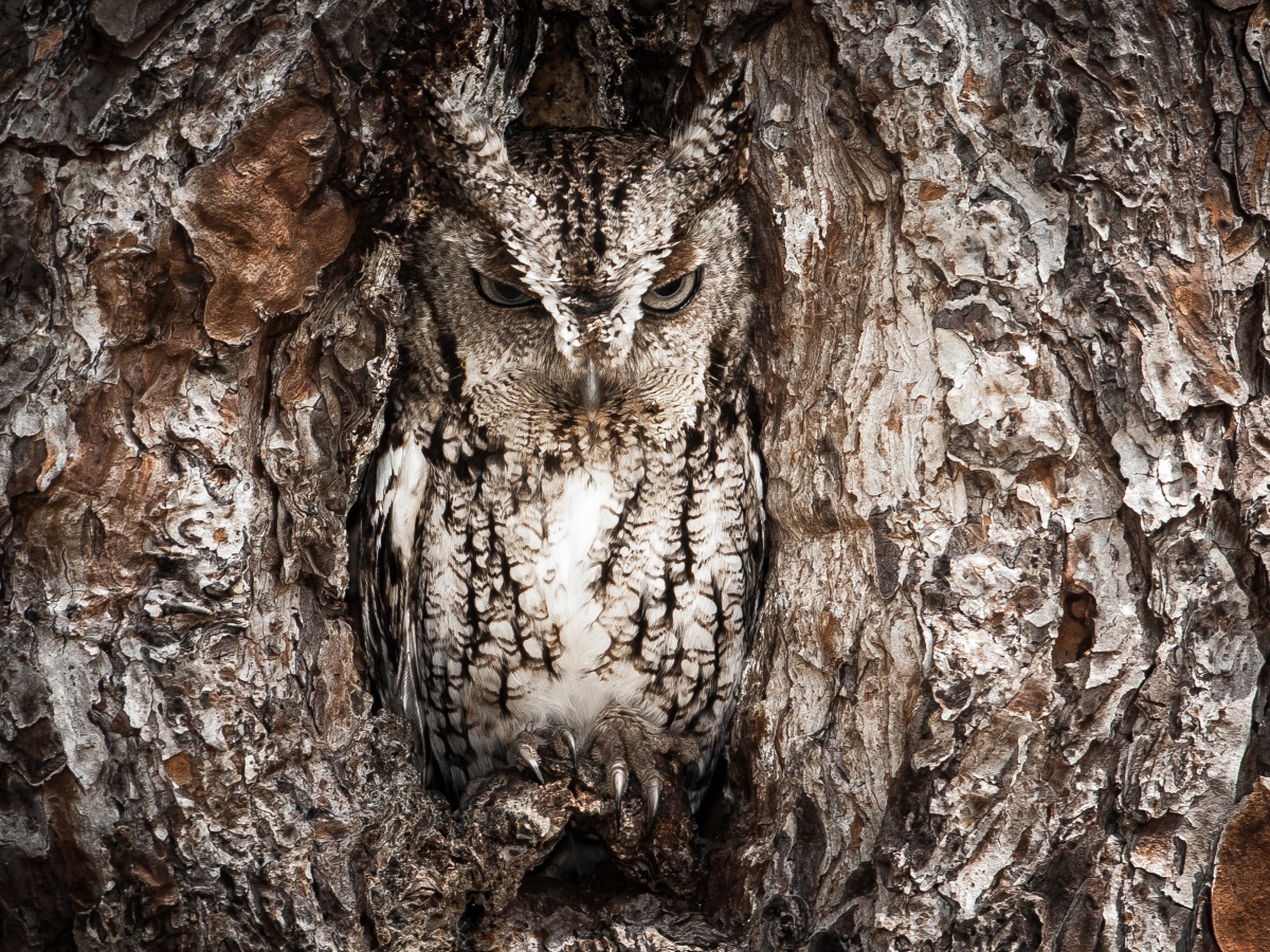 The Eastern screech owl blends in to the bark of a tree. 