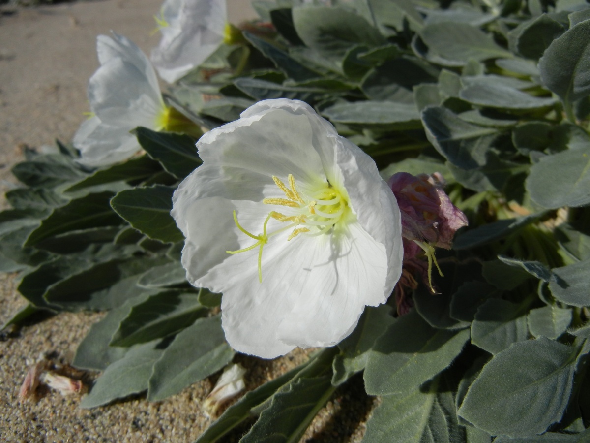 A flower with large white petals surrounded by green leaves grows on the sandy desert floor.