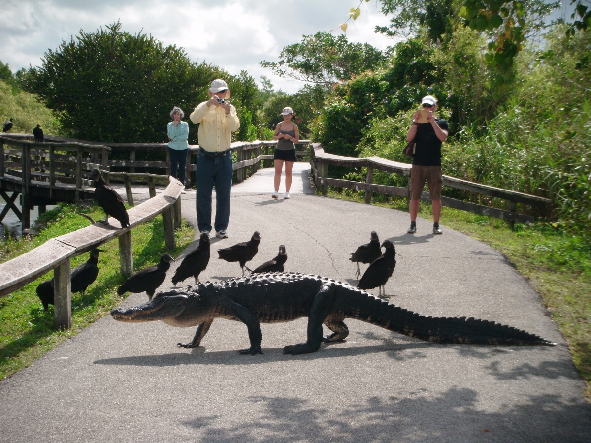 A alligator walks across a concrete path as four people with cameras look on.