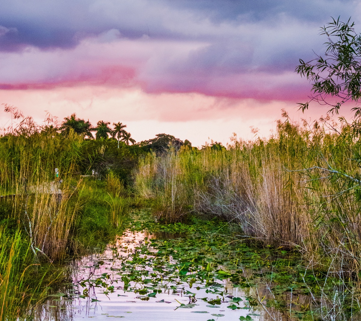 een roze stormachtige hemel boven een groen wetlands