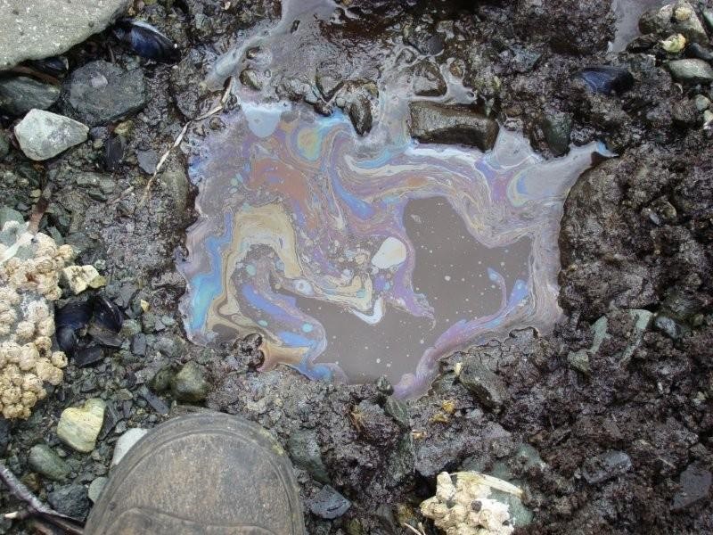 Remnant crude oil 20 years after the Exxon Valdez spill. Photo by D.L. Mutter (DOI)