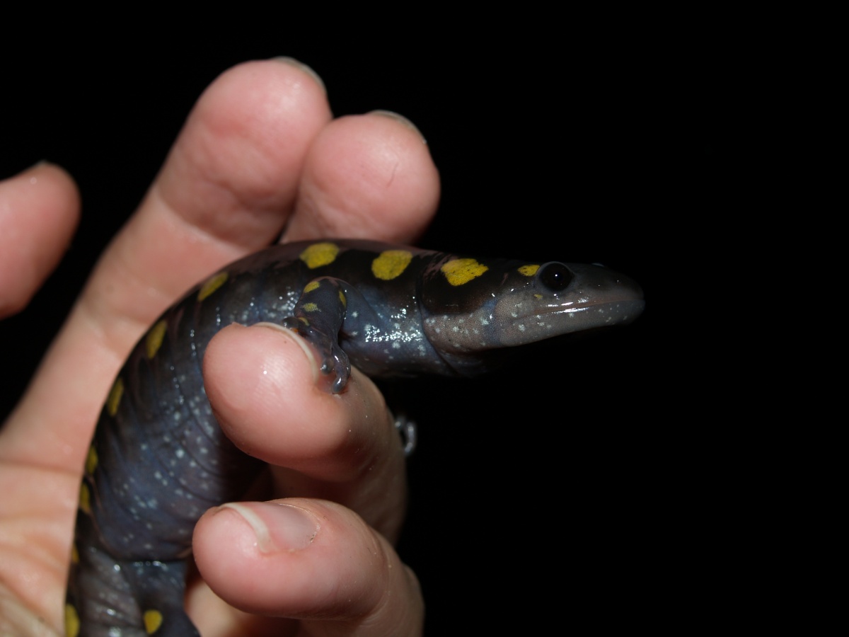A black salamander with yellow spots is held in the hand of a scientist.