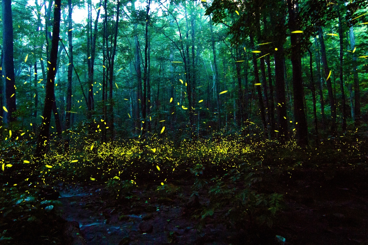 Fireflies light up in nighttime forest of Great Smoky. 