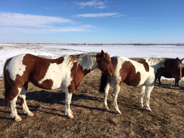 Fort Peck Indian Reservation.  Photo credit: Assiniboine and Sioux Tribes of the Fort Peck Indian Reservation.