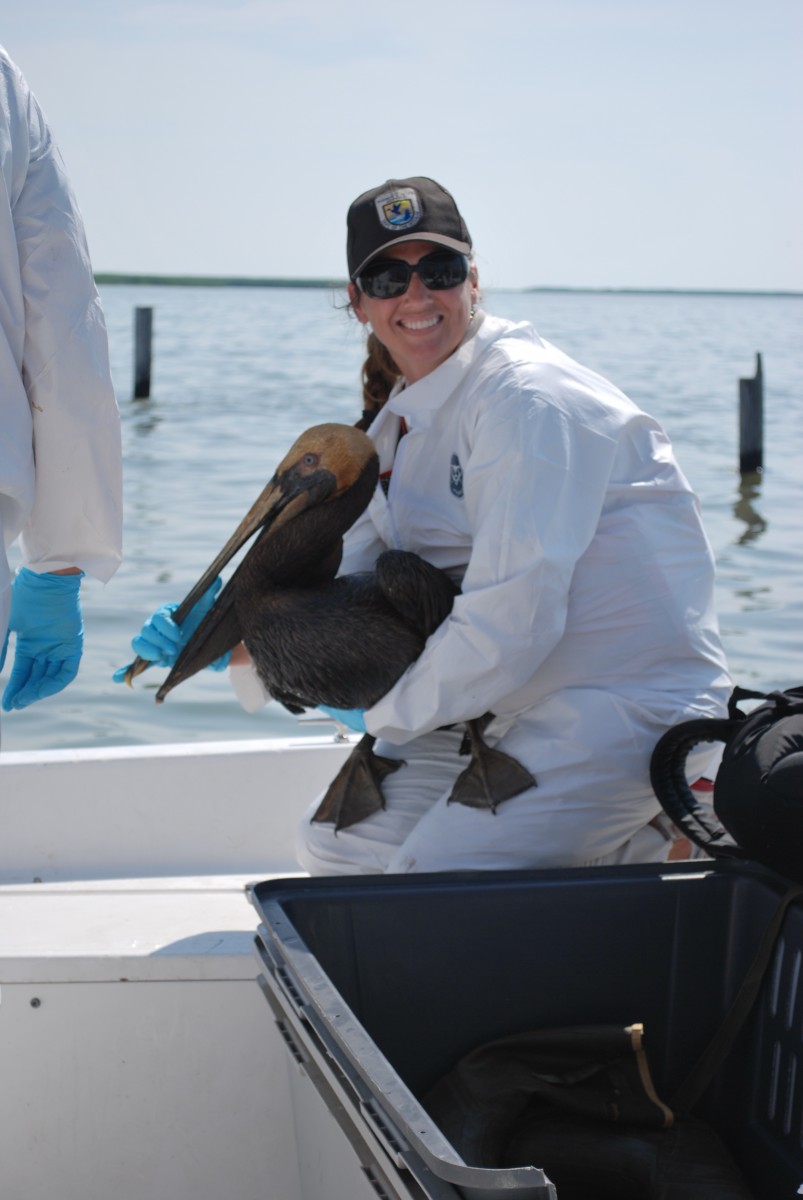 FWS captures oiled pelican