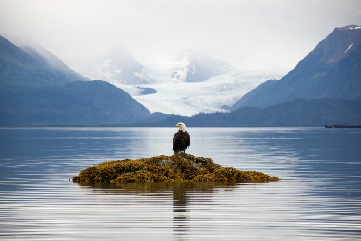A bald eagle perched on a small mossy island in Glacier Bay, Alaska.