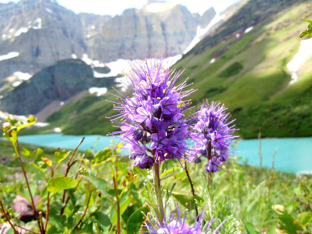 Two tall purple flowers grow above tall grass with a mountain lake in the background.