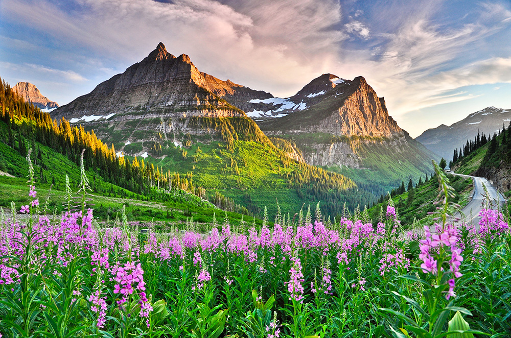 Two jagged, rocky mountains rise above a field of pink wildflowers.