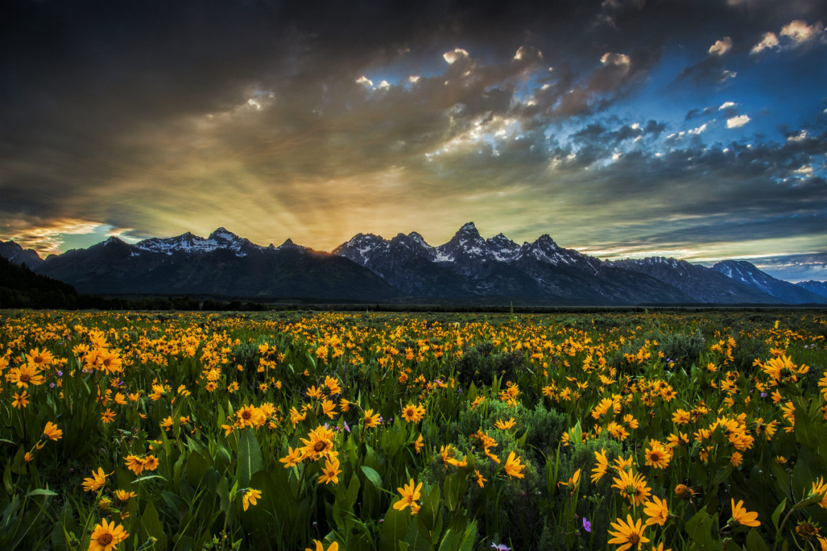 Yellow flowers cover a field with a rugged mountain range behind it.