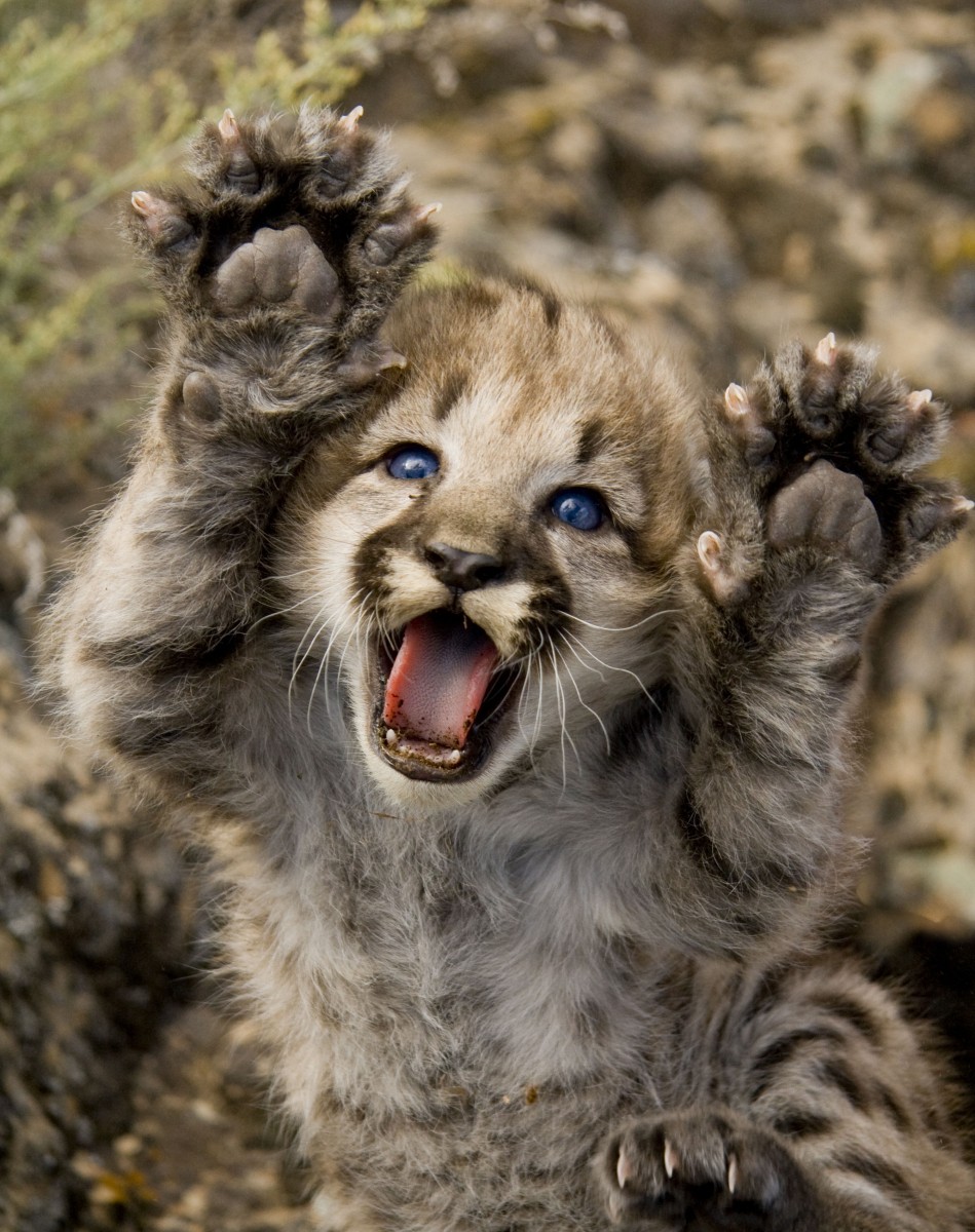 Photos To You Feline Fine International Cat Day | U.S. Department of the Interior