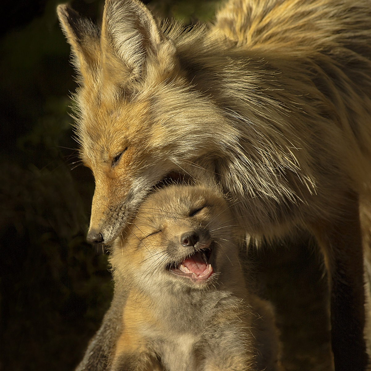 A golden mother fox puts her mouth around the head of her baby. The baby's mouth is open and its pink tongue is sticking out as it sits against a dark background.