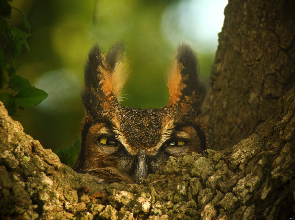 10 awesome owl photos for International Owl Awareness Day | U.S. Department  of the Interior