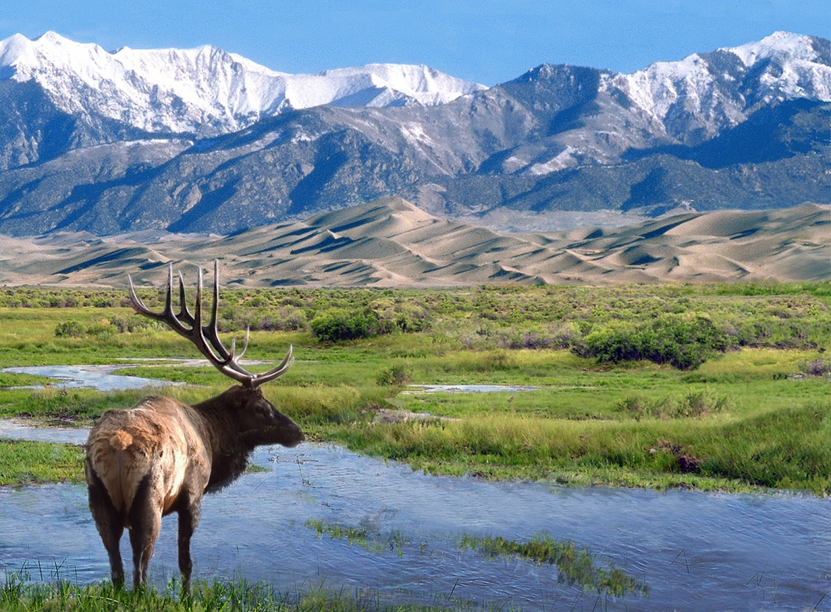 A male elk stands overlooking water, grassy field, sand dunes and snow-capped mountains