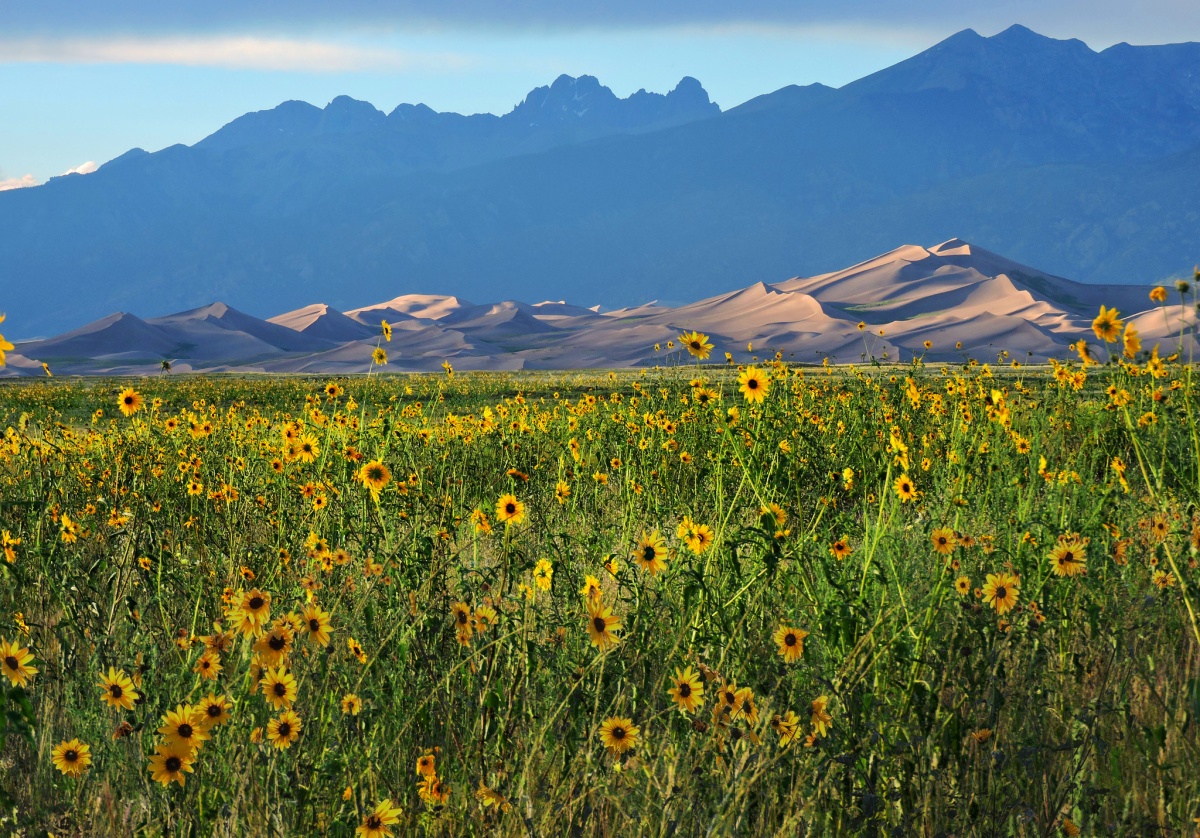Fields Of Yellow Flowers In Alabama Best Flower Site