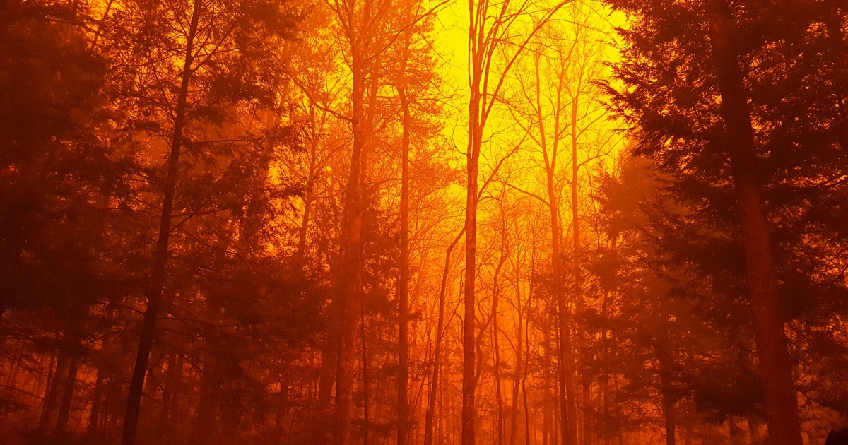 Orange sky and smoke behind bare trees.