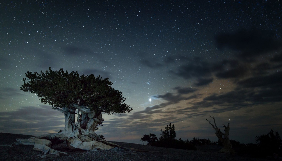 Bristlecone Pines