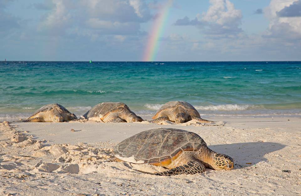 Four sea turtles rest on a sandy beach. A rainbow appears to shoot out of the bright blue water behind them.