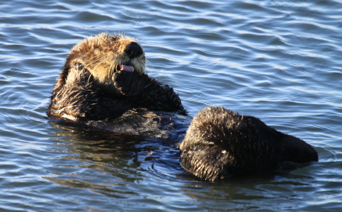 An otter floating in water licks its paw