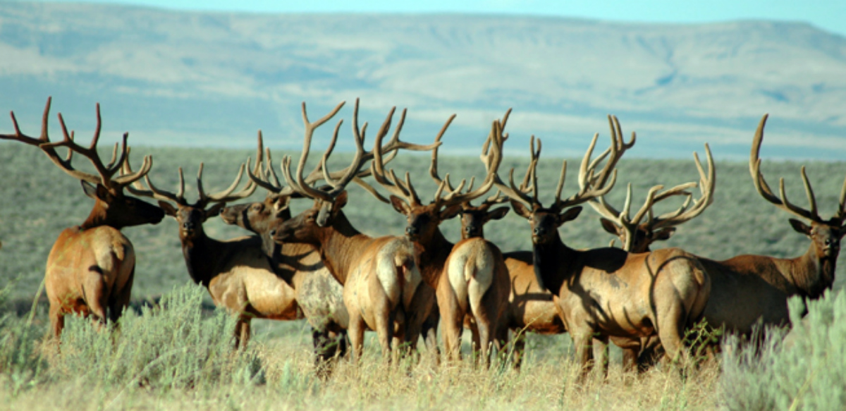 A small group of elk with large antlers stands together on a grassy plain.