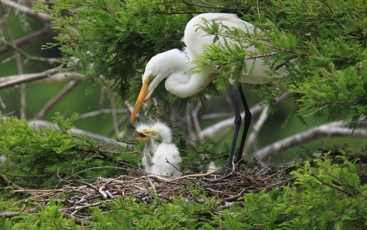 Two small fuzzy white birds sit in a nest and open their yellow beaks as their long-legged mother extends her long yellow beak to their mouths. Her white feathers stand out against the greenery of the plants around them.