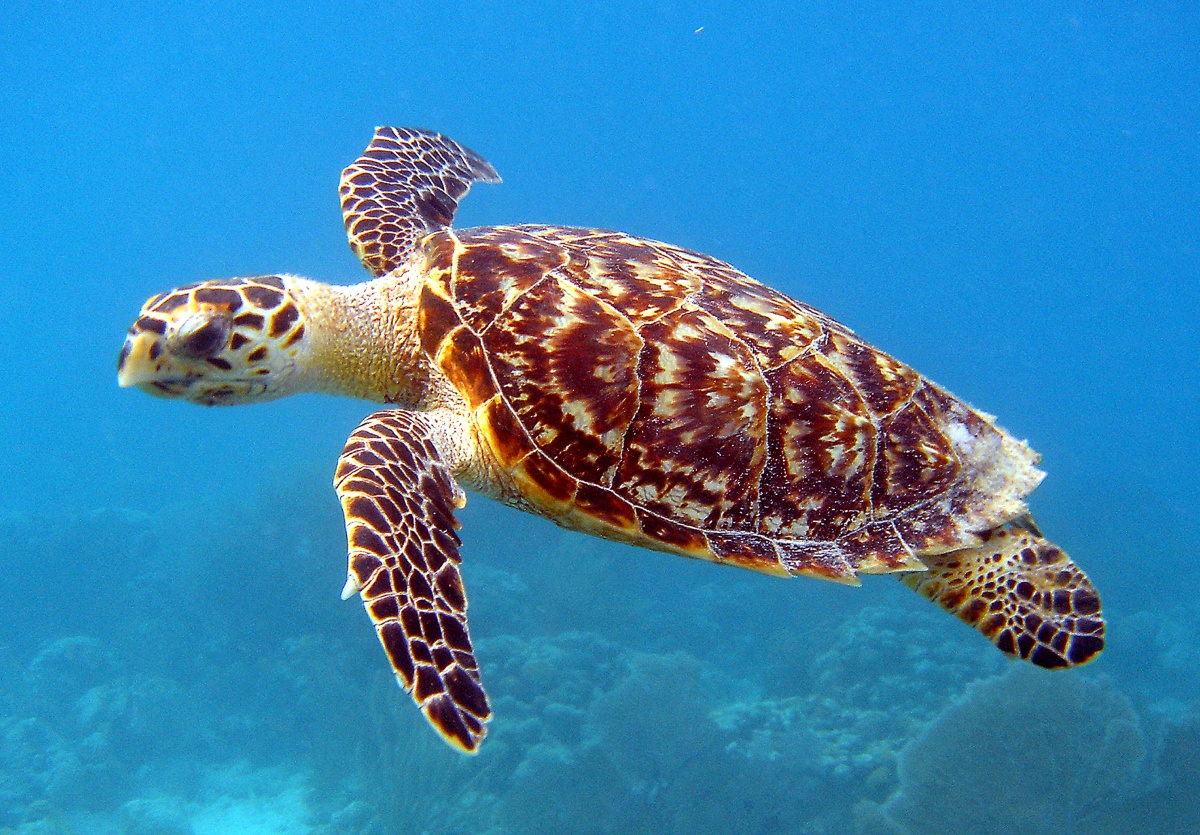 A spotted light brown and white turtle swims through a very blue body of water.