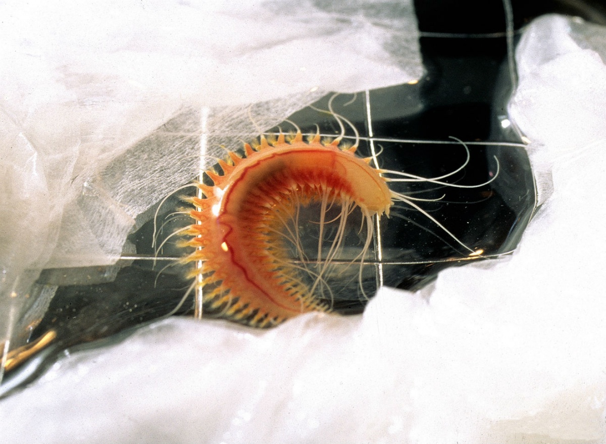 A pinkish orange worm that lives deep in the ocean